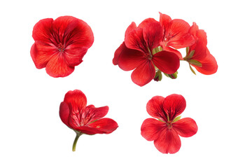 Flat-lay studio photo of red geranium bloom, no background