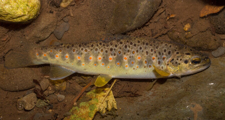 The Black Sea salmon. Salmo trutta labrax. Fishing in the mountain streams of Bulgaria. One fish on earth.