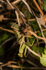 The European mantis (Mantis religiosa).A green female insect, in dense vegetation, is preparing to lay eggs.