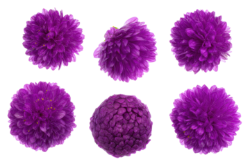 Magenta Gomphrena Flower – Clean Flat-Lay Photo