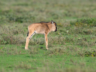 Juvenile Wildebeest Grazing in African Savanna