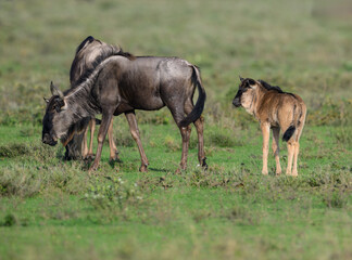 Adult Wildebeest with Calf Grazing in Savannah