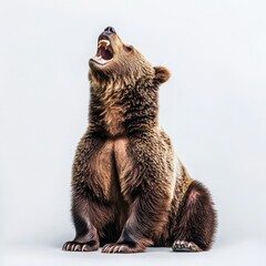 Fototapeta premium Grizzly bear roaring loudly on a white background