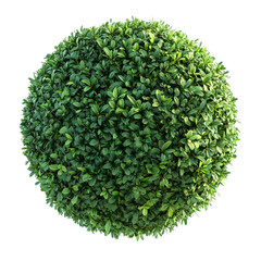 Fototapeta premium Lush green sphere of foliage perfect for landscaping or decoration a vibrant ball of leaves