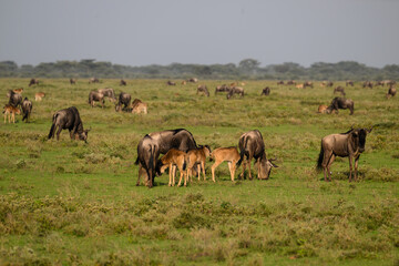 Adult Wildebeests with Calves Grazing in Savannah