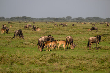 Adult Wildebeests with Calves Grazing in Savannah
