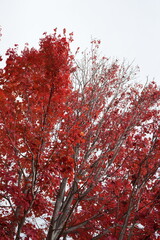 red autumn leaves