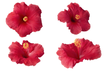 Isolated hibiscus flower flat-lay