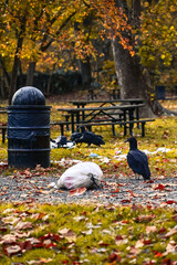 Turkey Vultures Foraging near the Picnic Area at Great Falls Park (VA) 