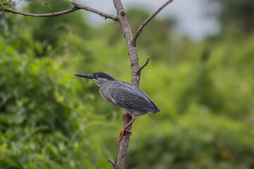 Aves de la Amazonía boliviana (Martín pescador, garzas, Hoatzin, Anhinga, cormorán, Mutun y Euphonia)