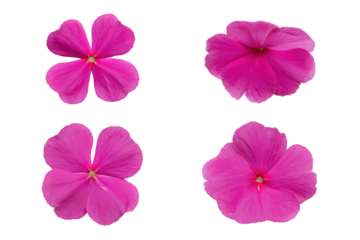 Studio flat-lay pink impatiens