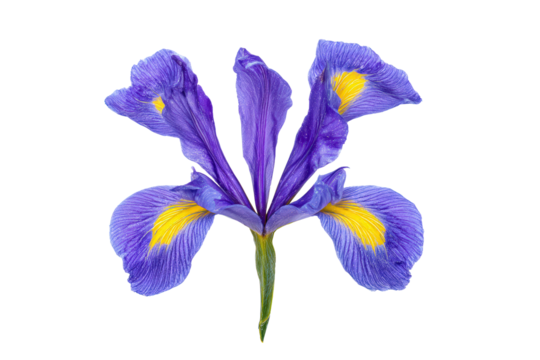 Isolated iris flower on white