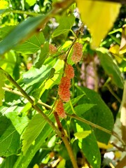 fresh unripe red mulberry on tree branch 
