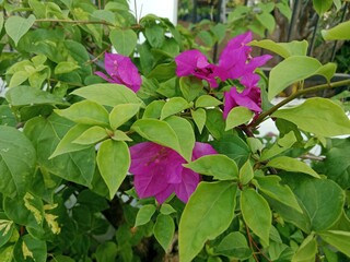 Flowers Bloom in the Quiet Morning