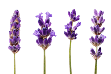 Top-view macro lavender bloom isolated, no background