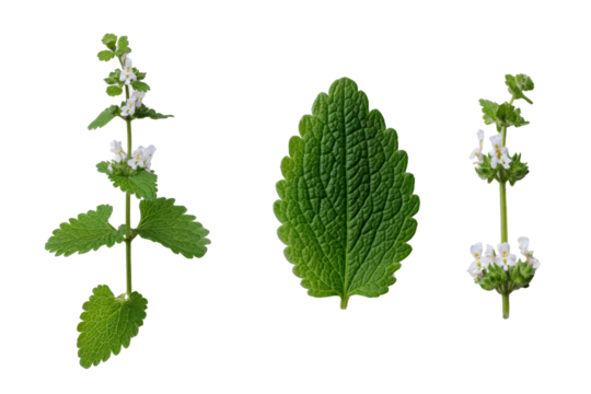 Top-view Melissa officinalis foliage isolated, no background