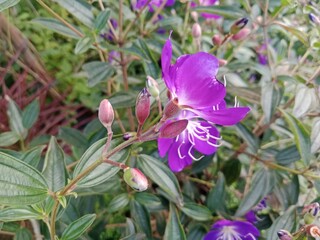 Flowers Bloom in the Quiet Morning