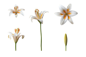 Obraz premium Studio flat-lay single Lilium flower, no background