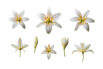 Delicate pink lily petal macro top view, no background