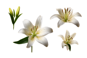 Pure white lily petal detail flat lay, no background