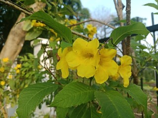 Flowers Bloom in the Quiet Morning