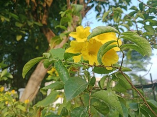 Flowers Bloom in the Quiet Morning