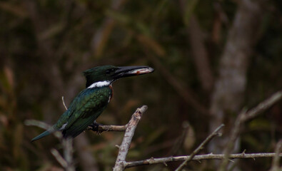 Aves de la Amazon&iacute;a boliviana (Mart&iacute;n pescador, garzas, Hoatzin, Anhinga, cormor&aacute;n, Mutun y Euphonia)