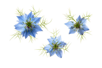 Obraz premium Studio flat-lay single love-in-a-mist flower, no background