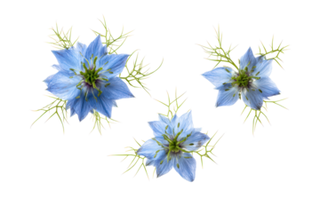 Studio flat-lay single love-in-a-mist flower, no background