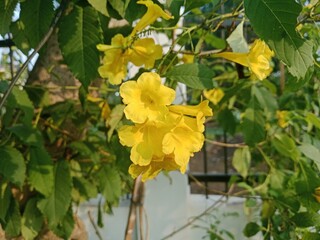 Flowers Bloom in the Quiet Morning