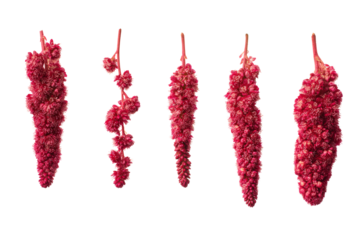 Vibrant tassel amaranth detail isolated, no background