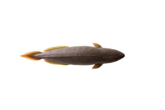 Flat-lay photo of preserved lungfish specimen, no background