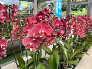 beautiful pink orchid blooming at greenhouse 