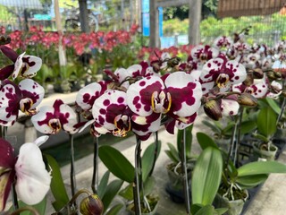 white purple orchid blooming