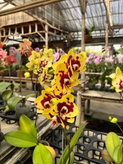 yellow orchid blooming