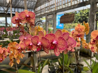 orchid flowers in a greenhouse