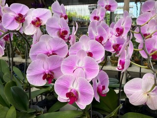pink orchid flowers
