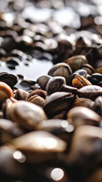 Close-up of smooth, wet, brown seashells and clamshells clustered together on a beach or shoreline with shallow depth of field and bokeh.