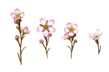 Top-view waxflower branch isolated, transparent background