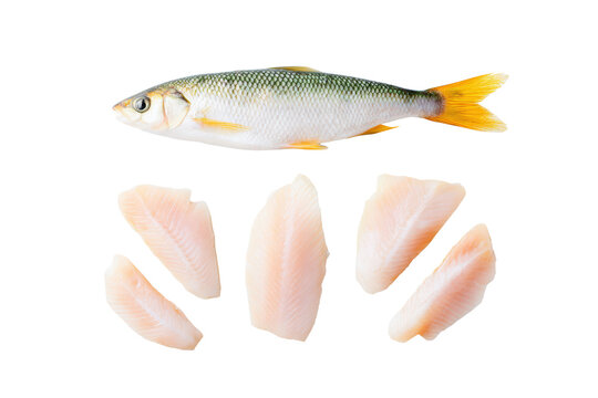 Commercial flat-lay of freshwater whitefish on transparent background