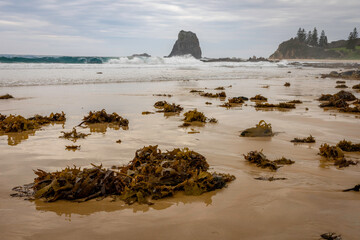 Kelp on the beach, Narooma, NSW, February 2025
