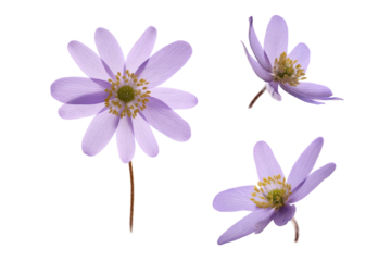Close-up lavender windflower texture, transparent background