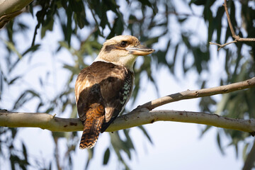 Laughing kookaburra (Dacelo novaeguineae), Tilba, NSW, June 2025