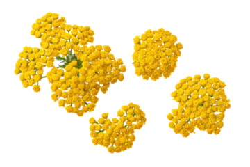 Close-up macro of yellow yarrow petals, blank background