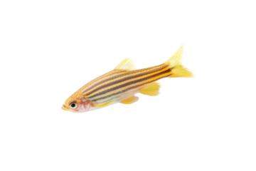 Graphic of zebrafish development stages and gene-editing milestones