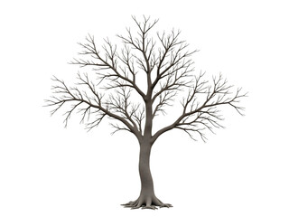 Obraz premium Deciduous tree without leaves, pure white background,dry,wood,nature
