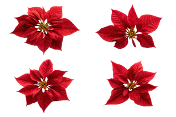 Flat-lay poinsettia leaf collection isolated, no background