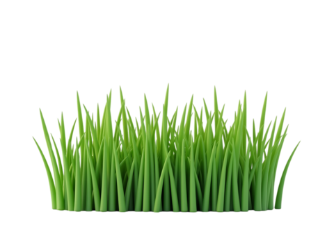 Green grass shoots grow upright, frontal view parallel, white background,