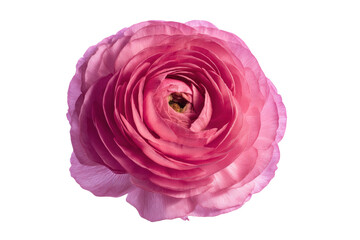 Delicate ranunculus petal detail flat lay, no background