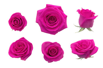 Obraz premium Flat-lay vibrant pink rose collection, no background